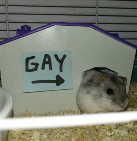 gay hamster|Gay Porn Tube